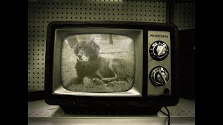 Жил-был пес. (Животные обители). Никольское Жил-был пес. (Животные обители). Никольское