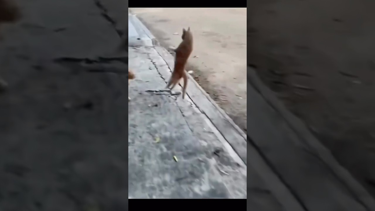 🐾 Gangnam Style Cat – The Ultimate Feline Dance-Off!