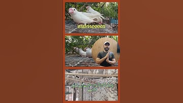 Java care, java breeding,  Fawn Java , Java Sparrow , Java Finch , White Java , Silver Java