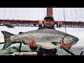 HOG Hunting for Huge King Salmon in California