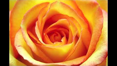 Reverse Ring for Macro Photography 6 Roses