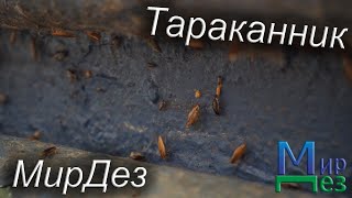 Обработка от тараканов МирДез (2023) 7