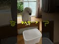 オウムに何も入っていないタッパーを見せたところ…?#shorts