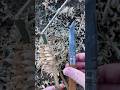 S#0178 ⚡ Opinel 8 Convex Edge Feather Stick Making Fuzz Stick Featherstick Curles Feathersticking