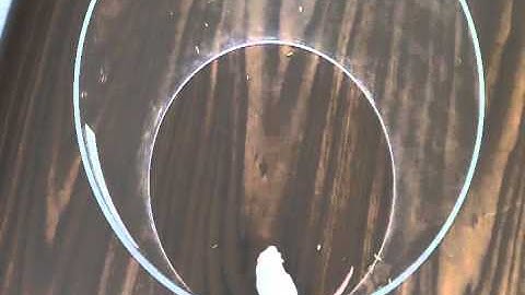 Transplant cells stimulated by designer drug fight Parkinson