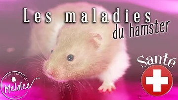 Quelle maladie peut avoir un hamster ?