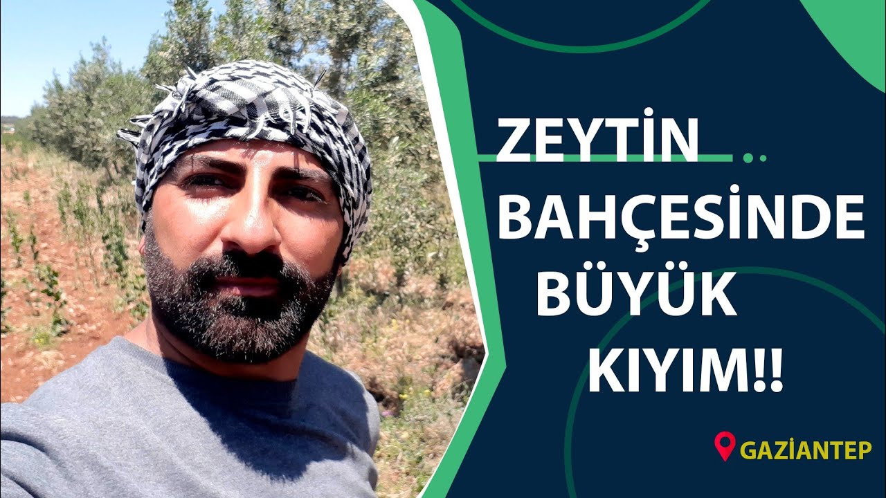 Zeytinde Yanlış Şekil Budaması.
