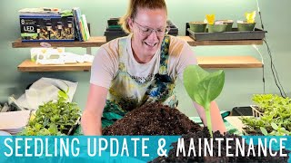 Seedling Update \u0026 Maintenance 🌱 Zinnias, Marigolds, \u0026 Elephant Ears || Seedling Care