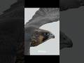 Juvenile Peregrine Falcon close up during flight....#falcon #peregrinefalcon #birdsofprey
