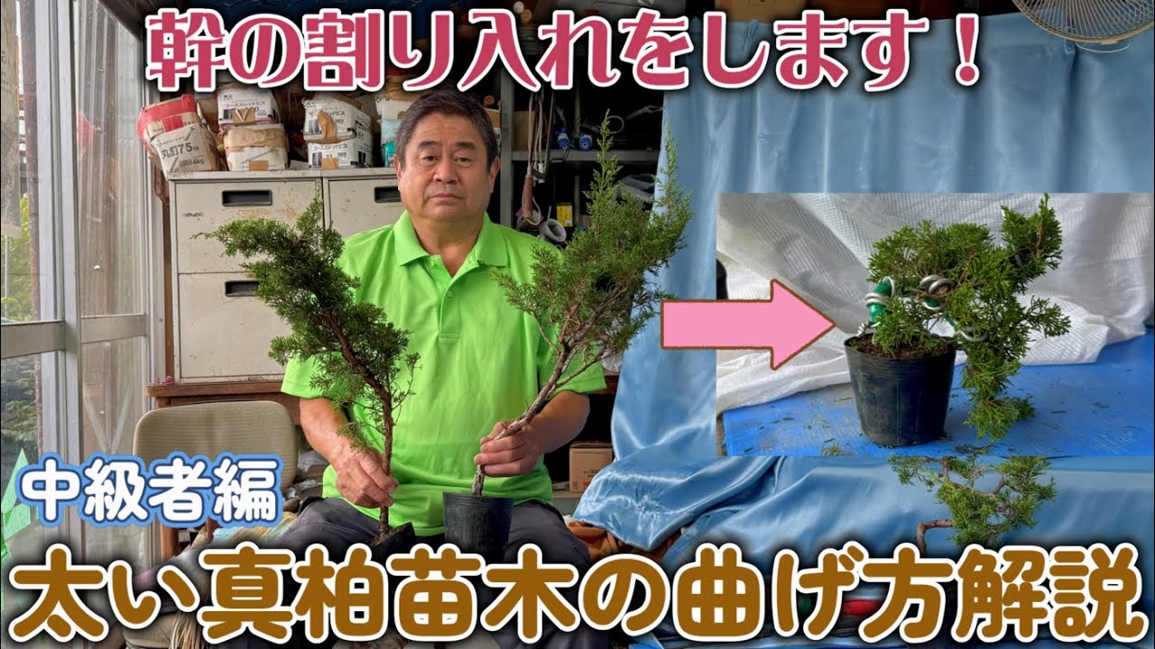 【盆栽】中級者編　太い真柏苗木の曲げ方解説【幹の割り入れをします！】