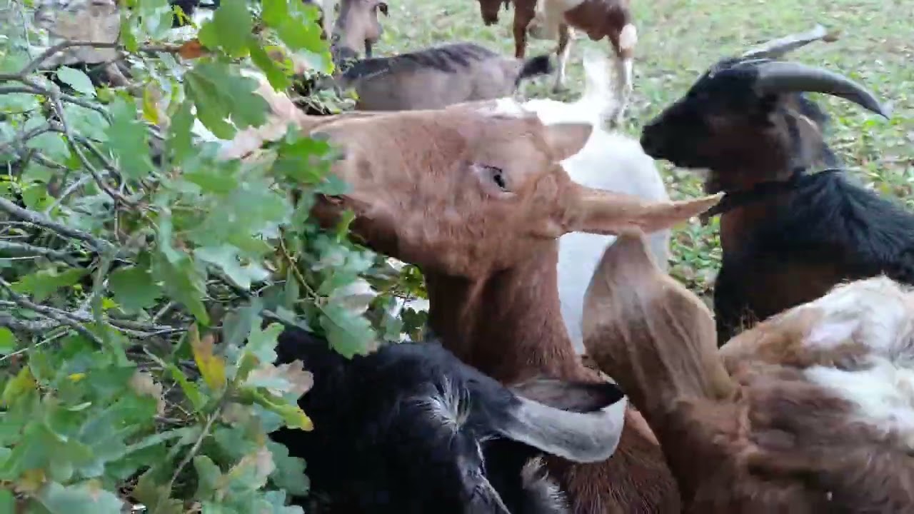 Keçiler azda olsa palamut yediler her yer yeşillik bu yıl 