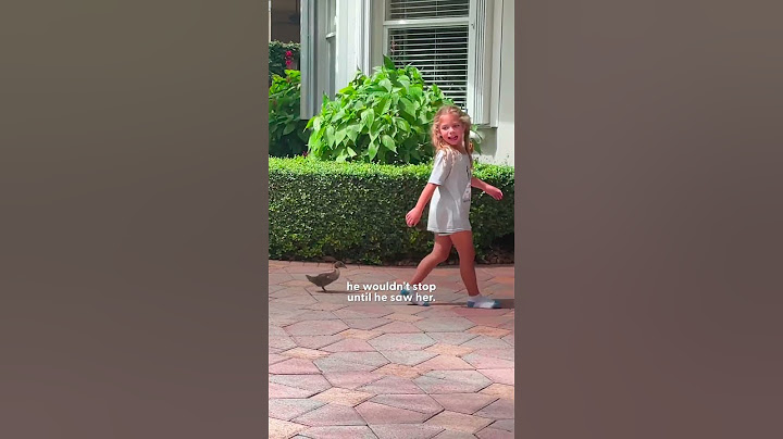 Abandoned Duckling Is Rescued By His New Family | The Dodo