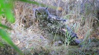 Cute Little Owl/Cadlma #birds #birdtrend #birdingparadise #birdlovers #birdspecies #nature #relax