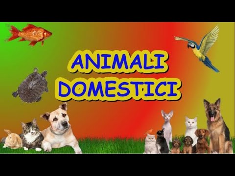 Video: Gli Animali Domestici Nella Vita Dei Bambini