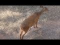 VEADO MATEIRO SAINDO DA MATA PRO PASTO NA SOMBRA DA MIRINDIBA