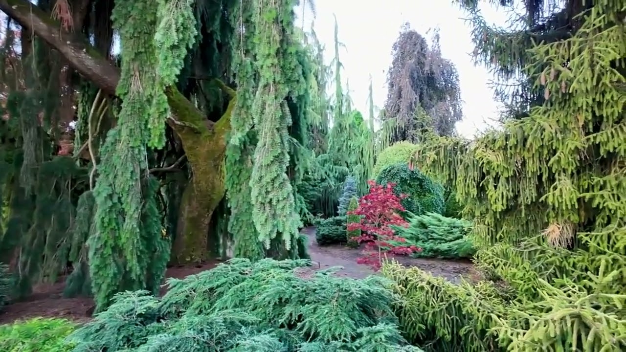 Что кроется за елью Iseli Fastigiata?