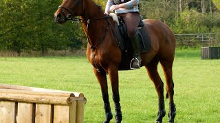 Flicka at Boundary Farm XC