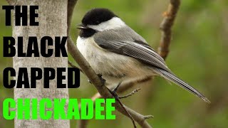 The Black-Capped Chickadee - Quick Facts