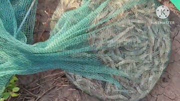 sang tôm thẻ bằng 12 cửa ngục, tôm thẻ miền tây.