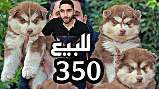 كلاب للبيع ب350ج هاسكي +جيرمن +جراوي بيتبول