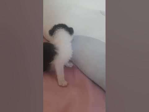 милый котик🎀🧁 - YouTube