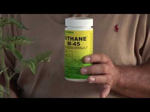 Video: Aiuto per l'appassimento delle piante di gombo - Suggerimenti per la gestione del gombo con l'appassimento di Fusarium