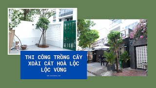 THI CÔNG TRỒNG CÂY XOÀI CÁT HOÀ LỘC VÀ CÂY LỘC VỪNG