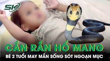 Bé trai 2 tuổi cắn chết rắn hổ mang trong lúc chơi gần nhà và sống sót ngoạn mục | SKĐS