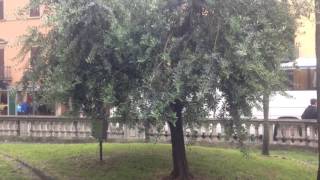 Оливковые деревья. Италия.