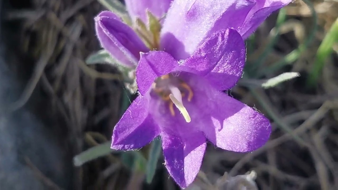 Γρασσιδόφυλλος ή γραστιδόφυλλος Eδραίανθος (Edraianthus graminifolius) στα αλπικά λιβάδια της Πίνδου