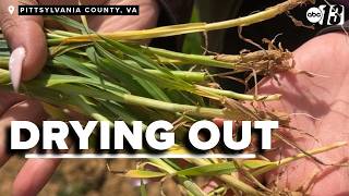 Severe drought threatens farms in Virginia after months of not enough rain