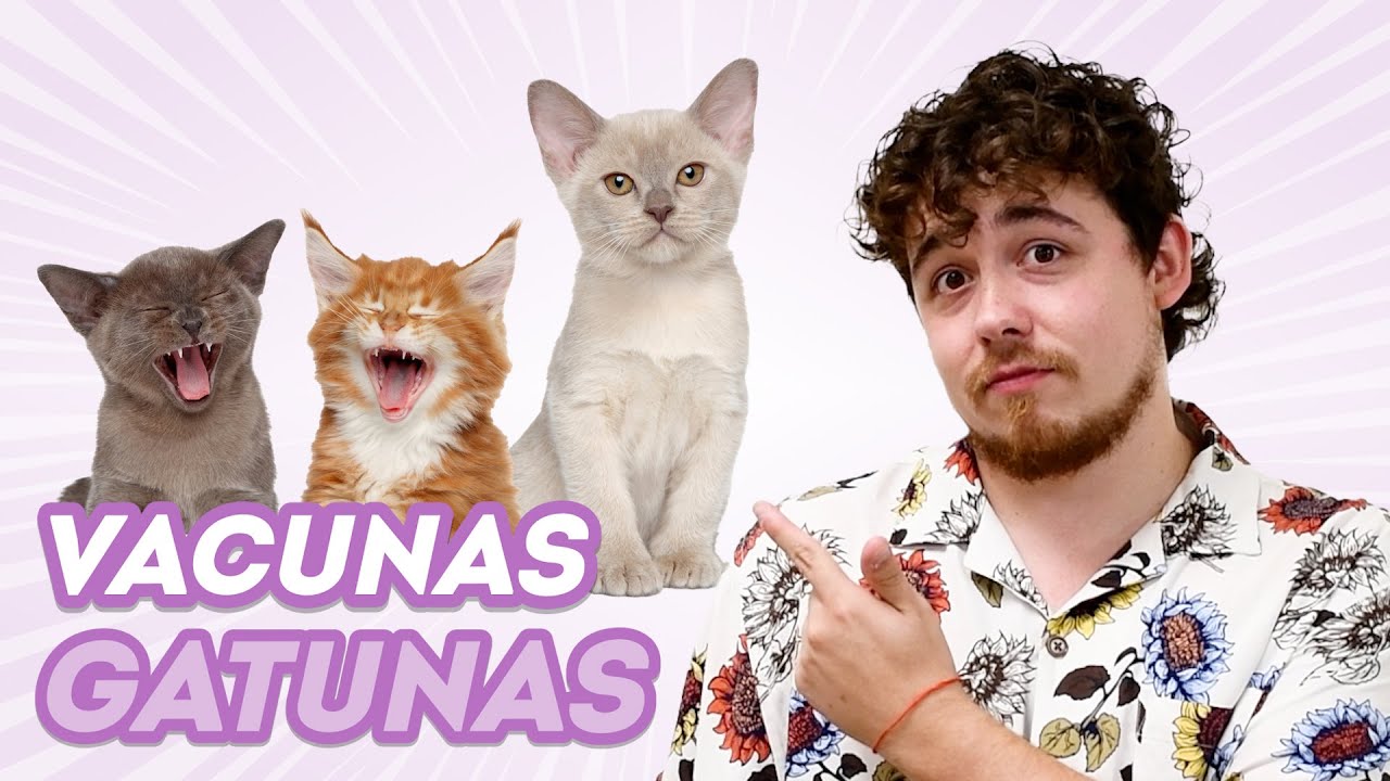 ¿Qué VACUNAS necesita un GATO? 🐱💉