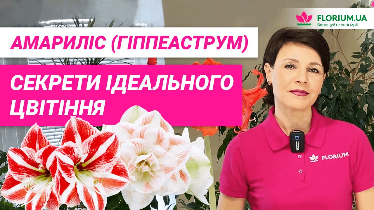 Амариліс (Гіппеаструм).  Робимо ЕКСПЕРИМЕНТ при посадці та догляді│Florium.ua