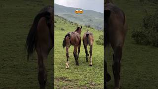 The Horses Finally Felt Freedom 🐎💨❤️ #horse #mountains #nature