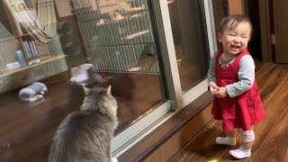 予期せぬ夜の来訪者に娘と共に興奮する猫　ノルウェージャンフォレストキャット　Cat getting excited with daughter to unexpected night visitors
