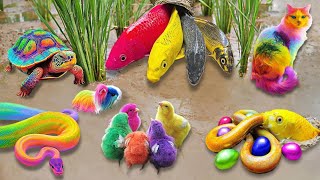 So Amazing..Catching Colorful Betta Fish In The River,Giant Catfish,Ornamental Fish,Koi fish,Eel by Scoopy Toys_ 2,173 views 3 weeks ago 14 minutes, 3 seconds