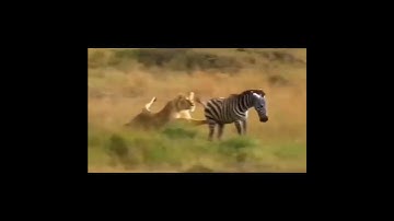 Thế giới động vật / Ngựa vằn và sư tử#Shorts