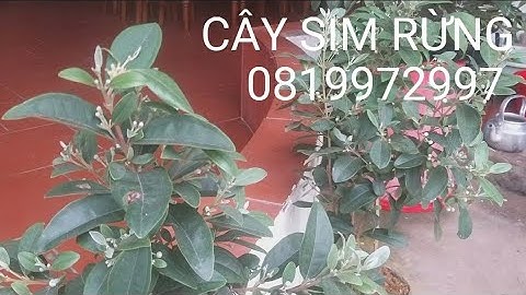 Cây sim rừng vào vụ ra nụ cực chuẩn/0819972996