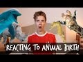 REACTING TO ANIMAL BIRTH