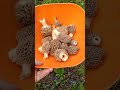 Big Michigan morel hunting