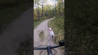 Small but Mighty Trail Partner #bikejoring #dog #happydog #nature