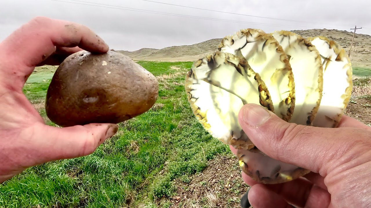 My Biggest Montana Agate, Found and Slabbed YouTube