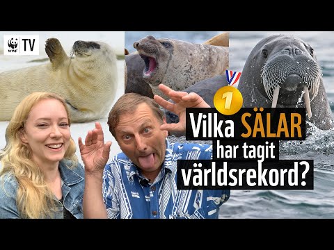 Video: Vilka effekter har samlivet på barn?