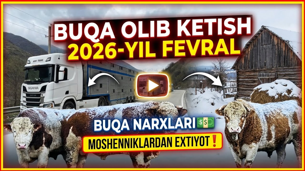 10.000$-100.000$ ALDANGANLAR,BUQA NARXLARI,ROSSIYADAN CHORVA OLIB KETISH SHARTLARI 12.02.2026