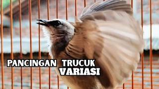 TRUCUKAN GACOR TARUNG ROPEL Variasi Pancingan trucukan Agar Bunyi Jadikan Burung Trucuk Gacor isian
