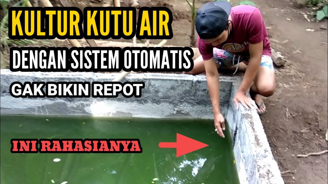 Cara Kultur Kutu Air Dengan Sistem Praktis (Otomatis)