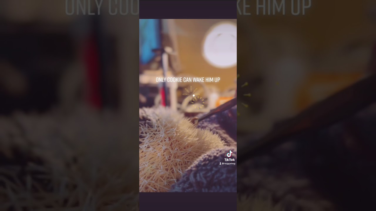 🍪I’m a Cookie Monster😆 What is your favorite cookie flavor? 🦔