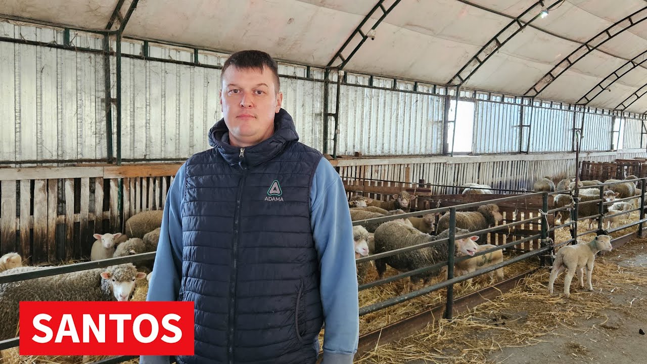 BOLJA VREMENA ZA OVČARSTVO