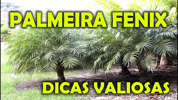 Qual a profundidade das raízes da palmeira?