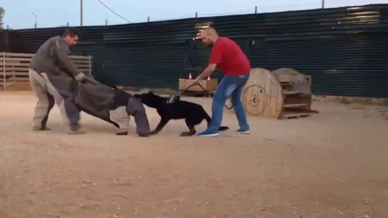 Casual k9"dog training"club EDUCATING SUNNY